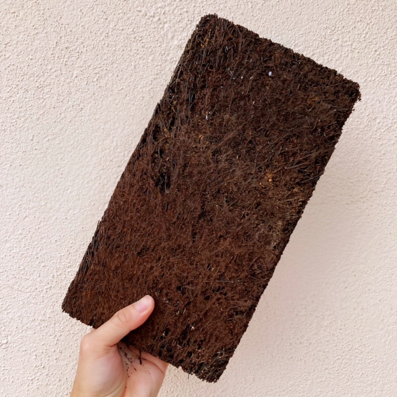 Staghorn Board Platycerium Mounting Board / Papan Tanduk Rusa / Air