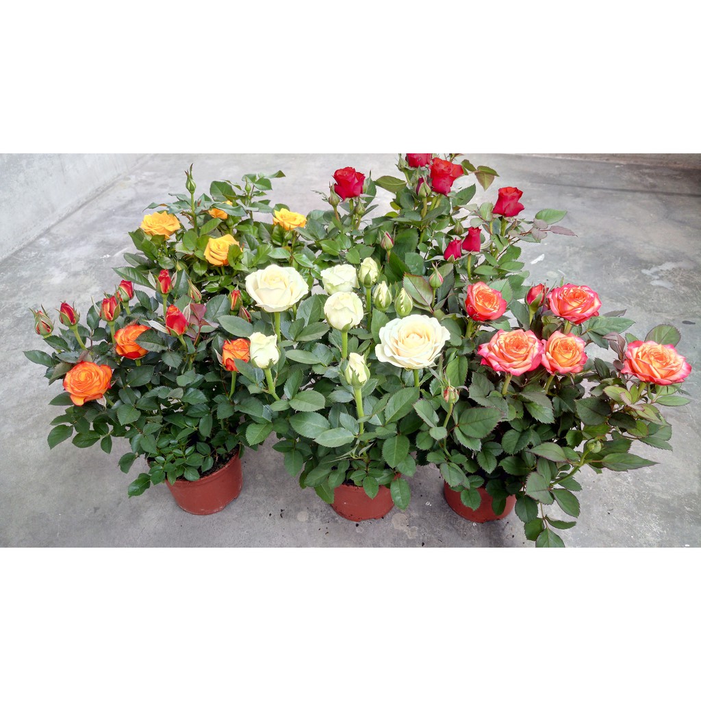 Anak Pokok Bunga Ros Dah Berbunga Banyak Cantik Rose Flower With Pot Live Potted Plant Pokok Bunga Ros Hidup Pokok Bunga Shopee Malaysia