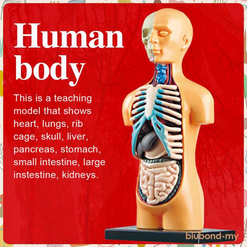 human body muscle diagram for kids