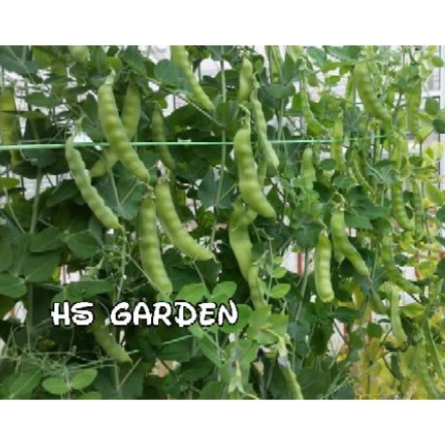 20 Biji Kacang Pea Sweet Pea Kacang Shopee Malaysia