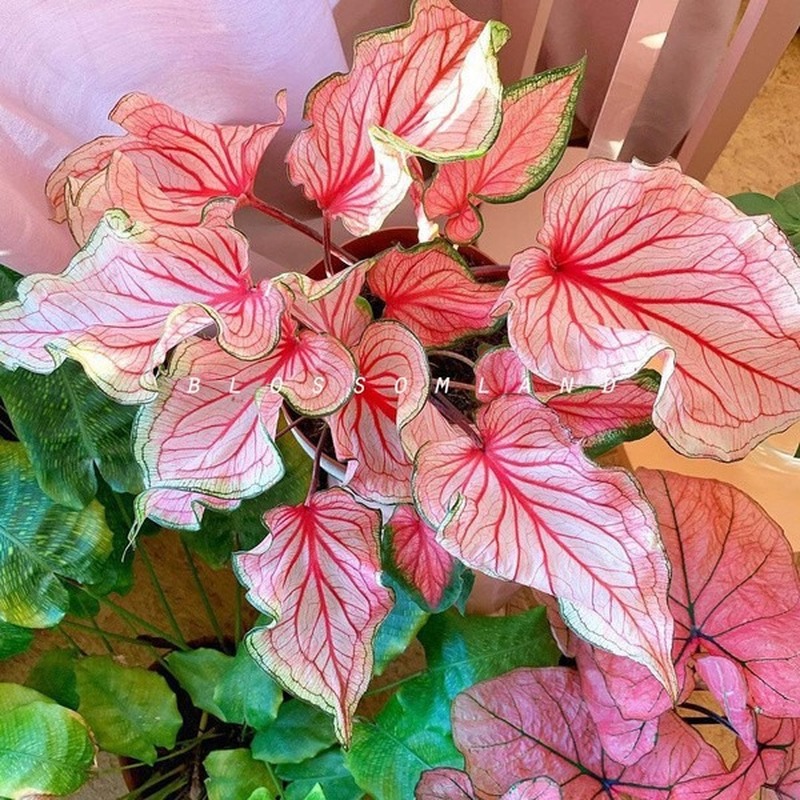 Каладиум фото комнатный 8Types Rare Plant Caladium Bicolor Seeds Bonsai Plant Seeds for Garden Decoratio