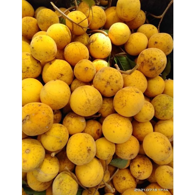 Buy Buah Setey Manis Dari Kebun 1kg Seetracker Malaysia