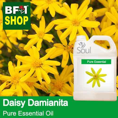 Damianita Daisy: Cura Delle Piante E Guida Alla Coltivazione - Foto 11