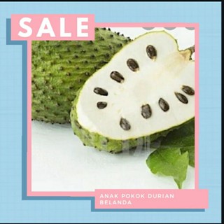 Anak Pokok Durian Be