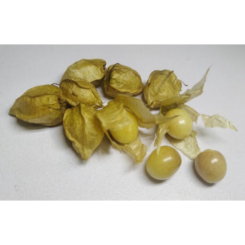 Buy 50 Biji Benih Letup Letup Kampung Gooseberry 50 Seeds Seetracker Malaysia