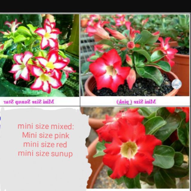 Mini Size Mixed Adenium 5 Seeds Three Style 迷你混合富贵花种子 红色 粉红色 绚丽 Shopee Malaysia