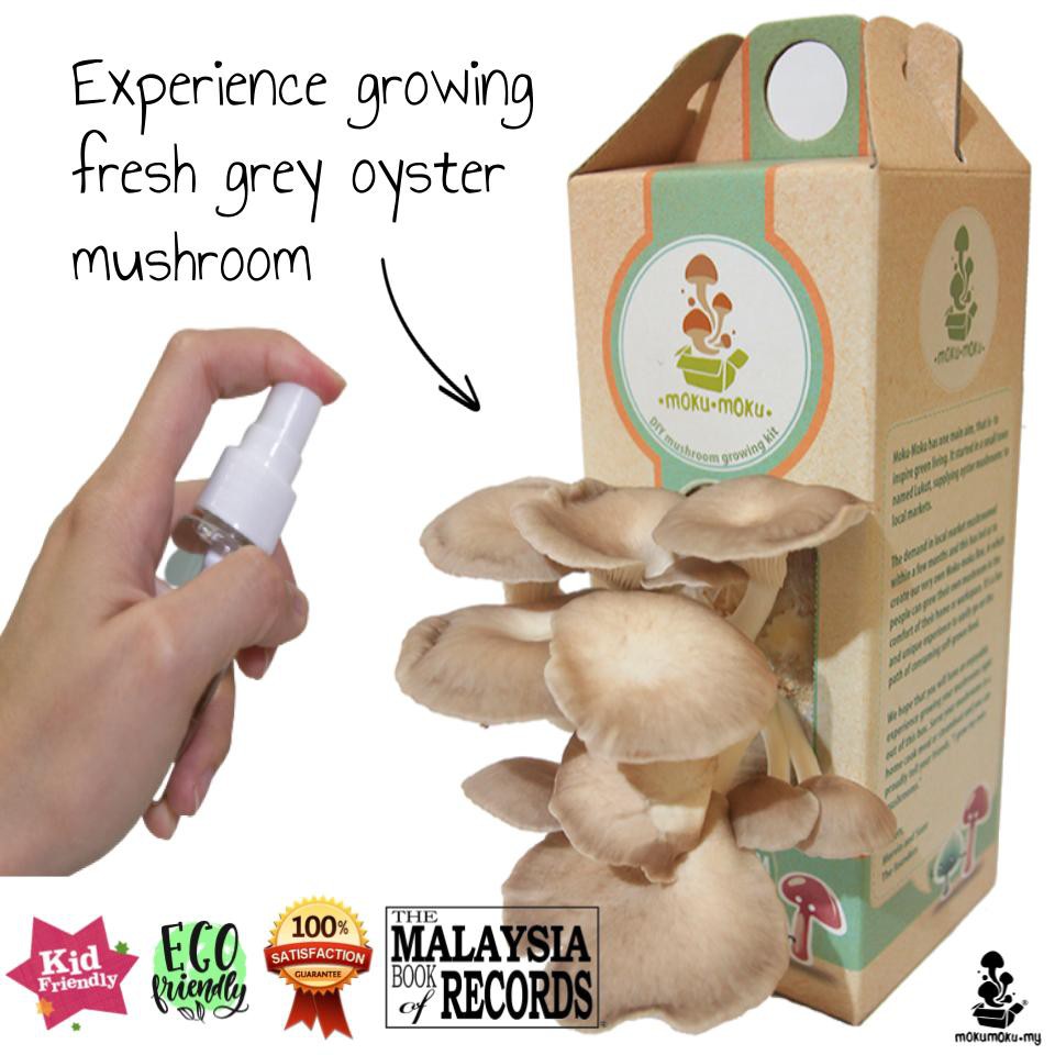 Mokumoku DIY Mushroom Box (Allin1 Grey Oyster Mushroom Growing Kit