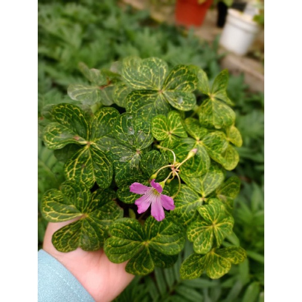Oxalis corymbosa variegata - Plantes d'intérieur - Achetez vos plantes