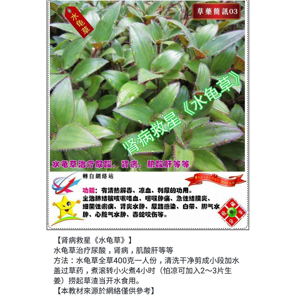 Ready Stock 水龟草 肾病 肾炎 肾肿 Kidney Wandering Jew Shopee Malaysia