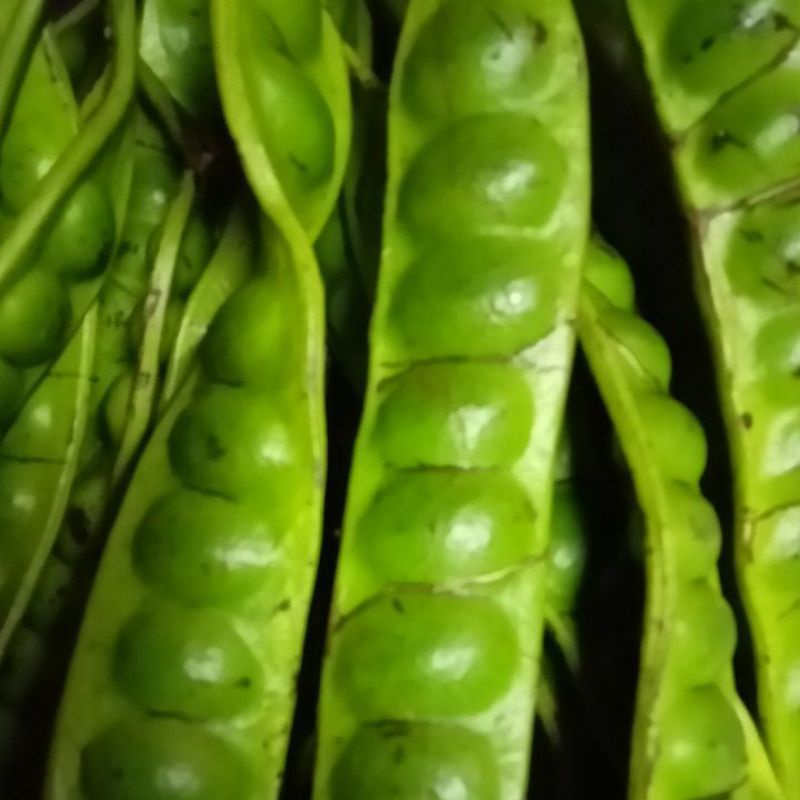 petai fresh biji besar 1 papan