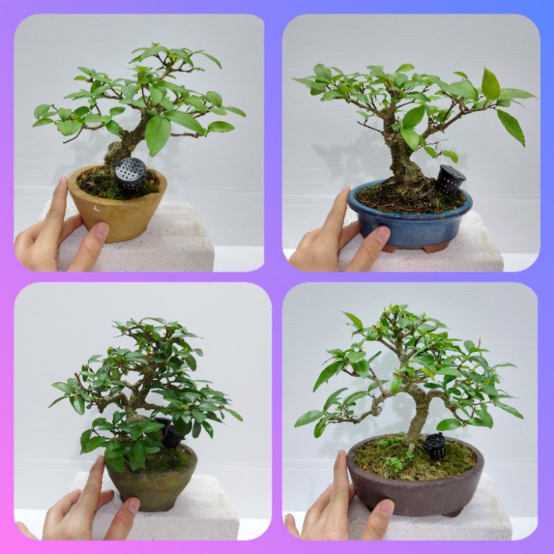 小品水梅盆栽带盆 紫砂盆 Live Plant Pokok Jeliti Wrightia Religiosa Small Bonsai With Pot Shopee Malaysia