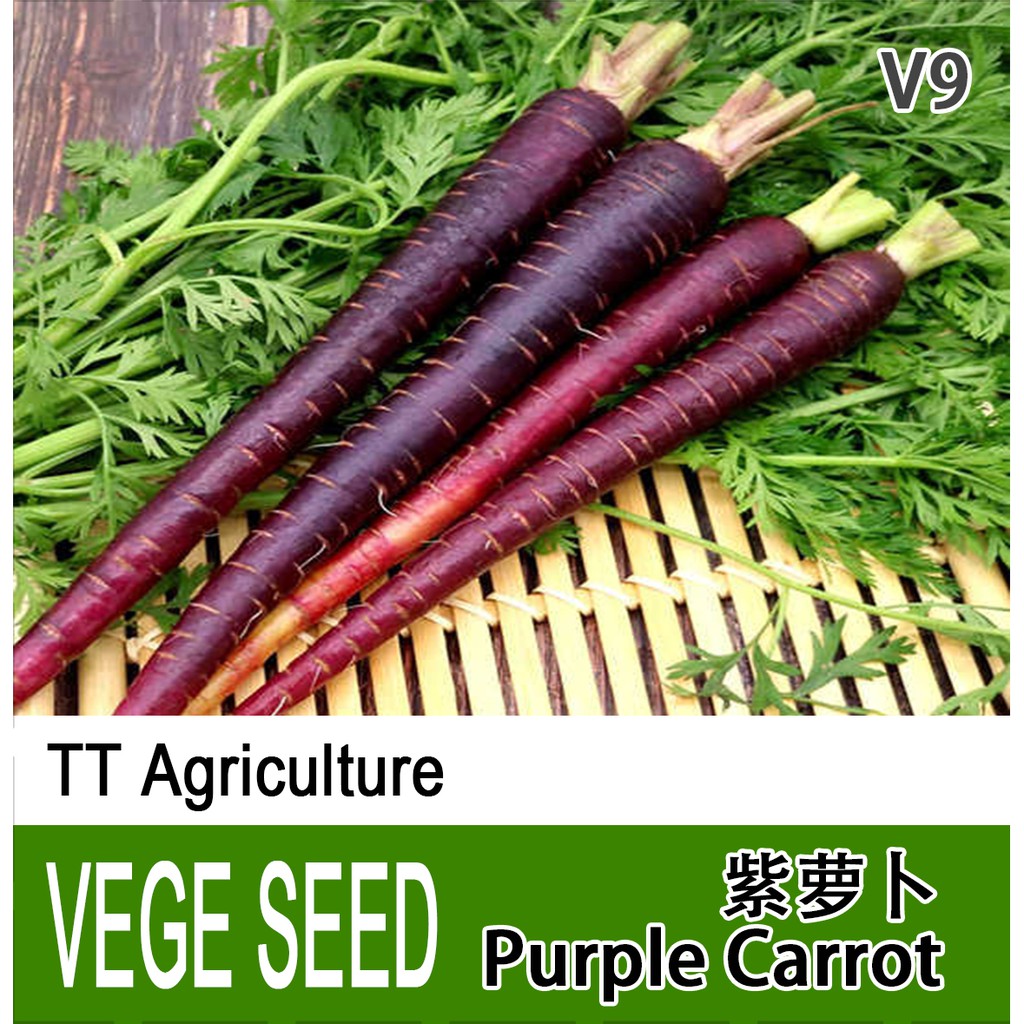 Purple Carrot Seeds 紫参胡萝卜种子 四季播抗老抗氧化小人参紫黑色胡萝卜蔬菜种籽 30seeds Shopee Malaysia