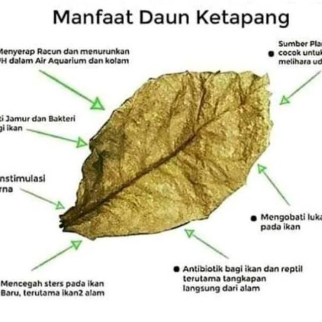 Daun Ketapang Untuk Ikan Laga Betta Guppy Shopee Malaysia