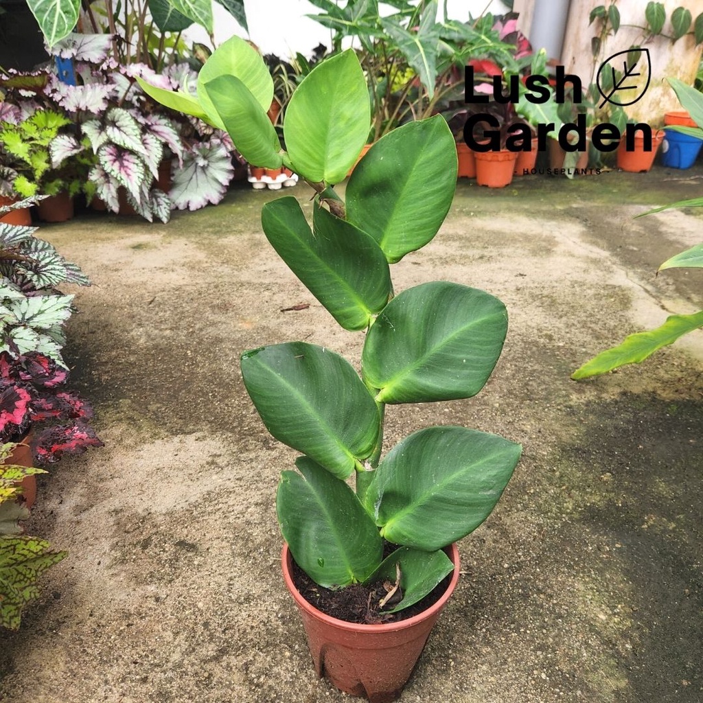 Shingle Plant / Rhaphidophora hayi 140mm Pot Climbing Creeping Live