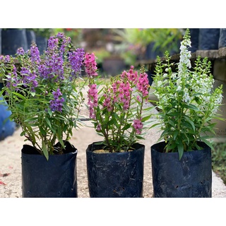 Anak Pokok Bunga Lavender Pkok Bunga Hiasan Pokok Hidup Lavender 