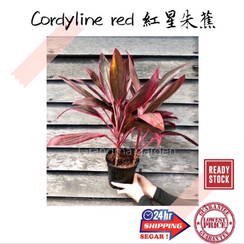 Buy Gg Real Plant Cordyline Red 紅星朱蕉 Pokok Hidup Hiasan Rumah Live Indoor Houseplant Tumbuhan Kebun Bunga Daun Merah Murah Seetracker Malaysia