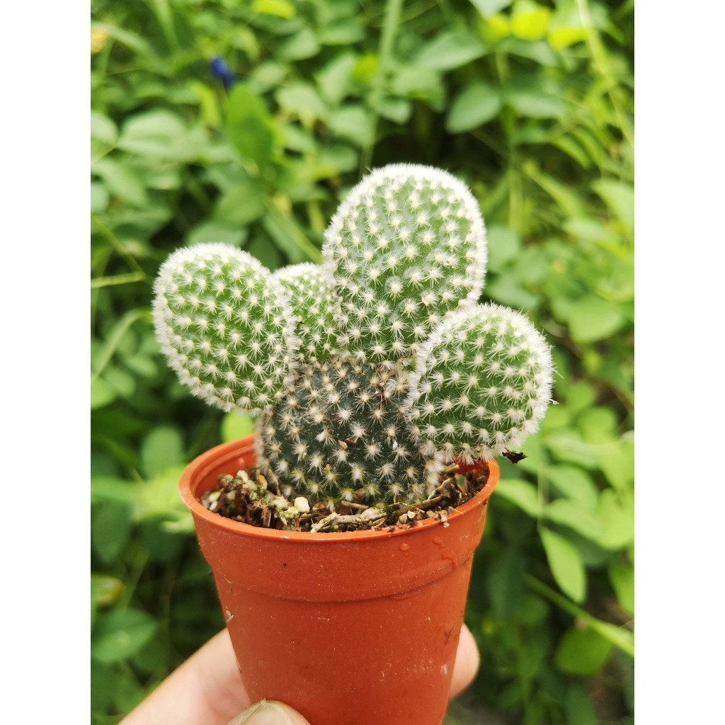 GPS Green Plant Society White Mickey Mouse Cactus | Shopee Malaysia