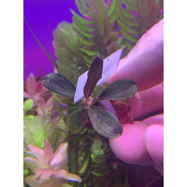(DOA) Bucephalandra Helena (Fully submerged) Aquatic Plant/ Aquascape