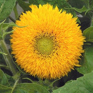 Benih bunga matahari kerdil - Dwarf Sunflower Seed - Ready ...