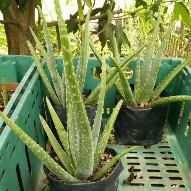 Pokok Lidah Buaya Putih - Bahagian lidah buaya yang digunakan untuk