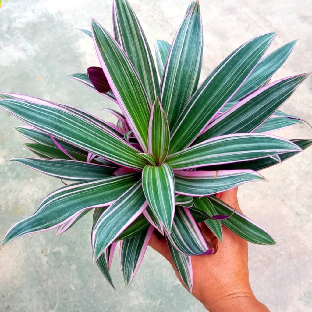 House Plants Tradescantia Spathacea &quot; Boat Lily