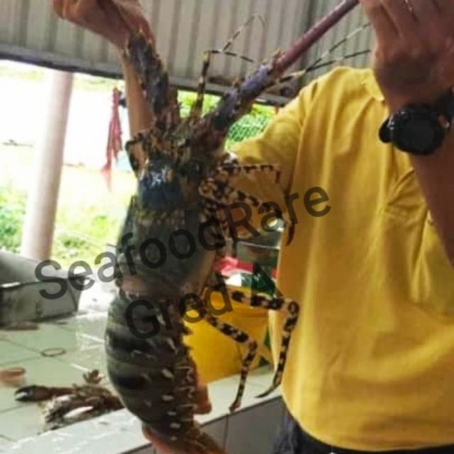 Lobster Laut Gred A 1kg 2kg Up Malaysia