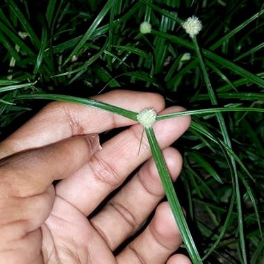 Rumput helikopter untuk kucing