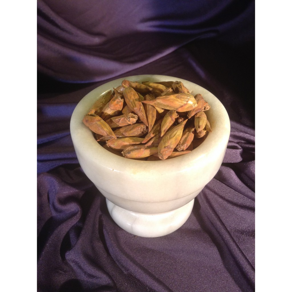 balm of gilead buds bosem buds auspicious romance enchanter (poplar balmsamifera)balsam tree white poplar silver leaf