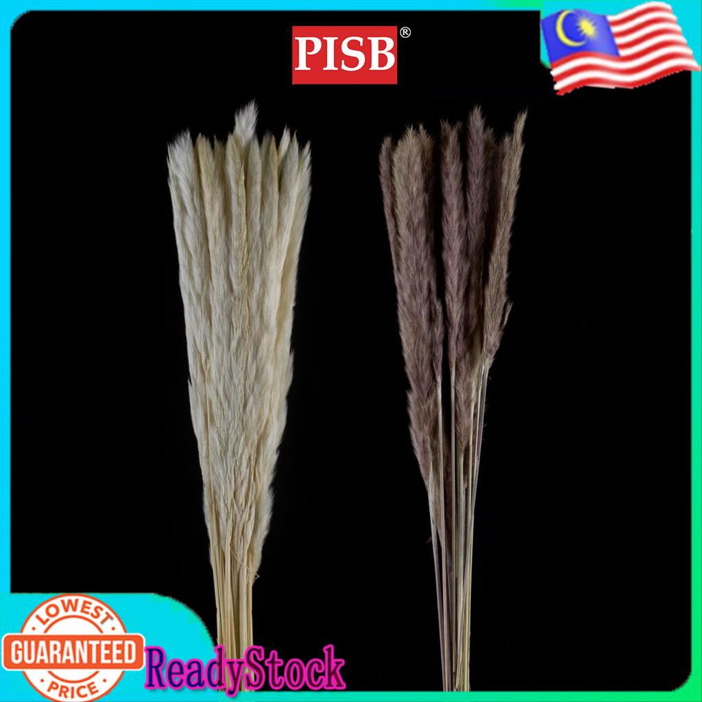 Artificial Flower Artificial Plant Hh2106 Natural Dried Pampas Grass 15 Pcs Shopee Malaysia