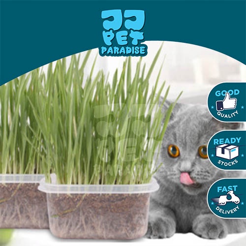 Cat Grass Seed Set Biji Benih Rumput Kucing Eco-friendly Healthy Cat Food Hairball Solution Local Stock