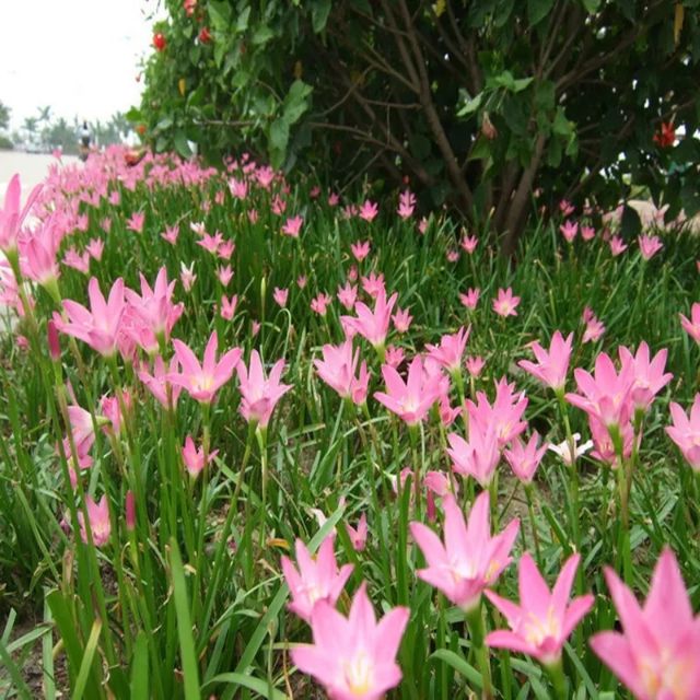 seeds Rain Lily ,zephyranthes ,onions Orchid Flower Seeds bunga 