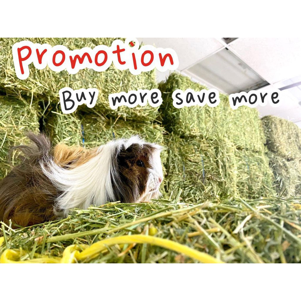 Timothy Hay/Alfalfa Hay 1kg Jerami Timothy/Alfalfa Feed for Guinea Pig ...