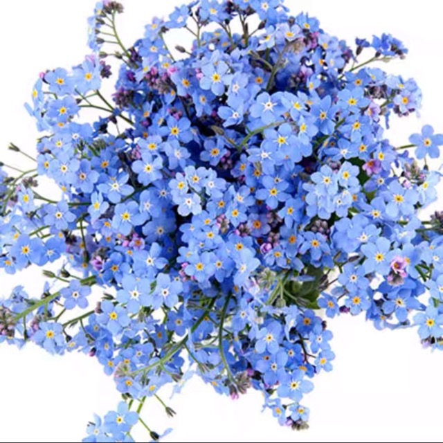 【Ready Stock】Bernih Bunga Jangan lupa saya Warna Biru Seed Flower Do not forget me Blue Colour花种子 勿忘我 蓝色【现货】