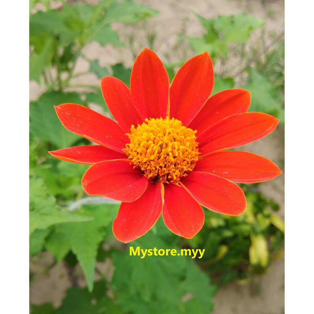 120pcs Mexican Sunflower Seeds Or Tithonia Diversifolia Seeds Flower Seeds Shopee Malaysia