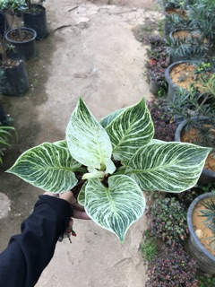 Philodendron Birkin Keladi  Hijau  Putih  Shopee Malaysia