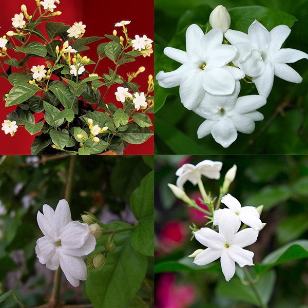 REAL LIVE PLANT JASMINUM SAMBAC JASMINE FLOWER 茉莉花 WITH