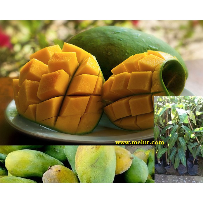 Anak Pokok Mangga Harum Manis Kahwin