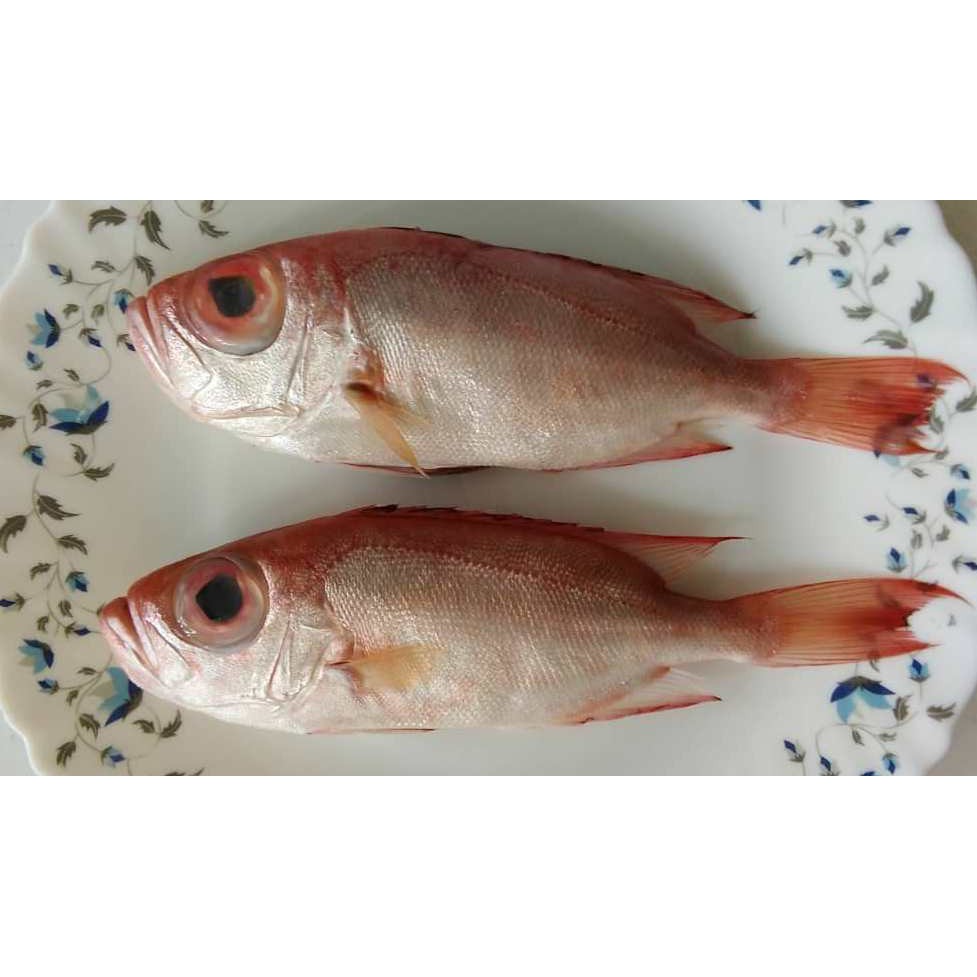  Ikan  Merah  Mata  Besar 0 5 kg pack Shopee Malaysia