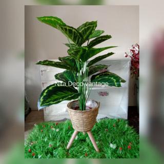Offer 7 7 Pokok Keladi Hiasan Pasu Berkaki Shopee Malaysia
