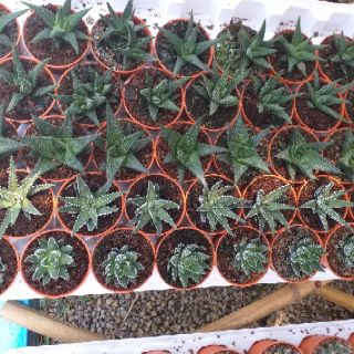 Mix cactus succulent plants Pokok kaktus  dalam pot  1 