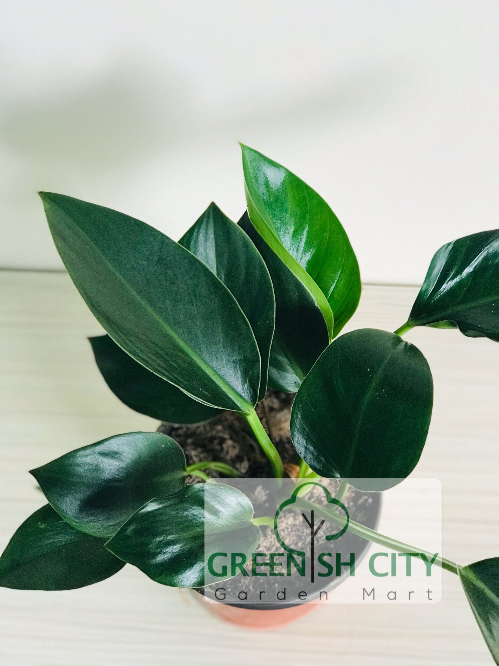 Gnc Philodendron Apple Congo Live Plant Pokok Shopee Malaysia