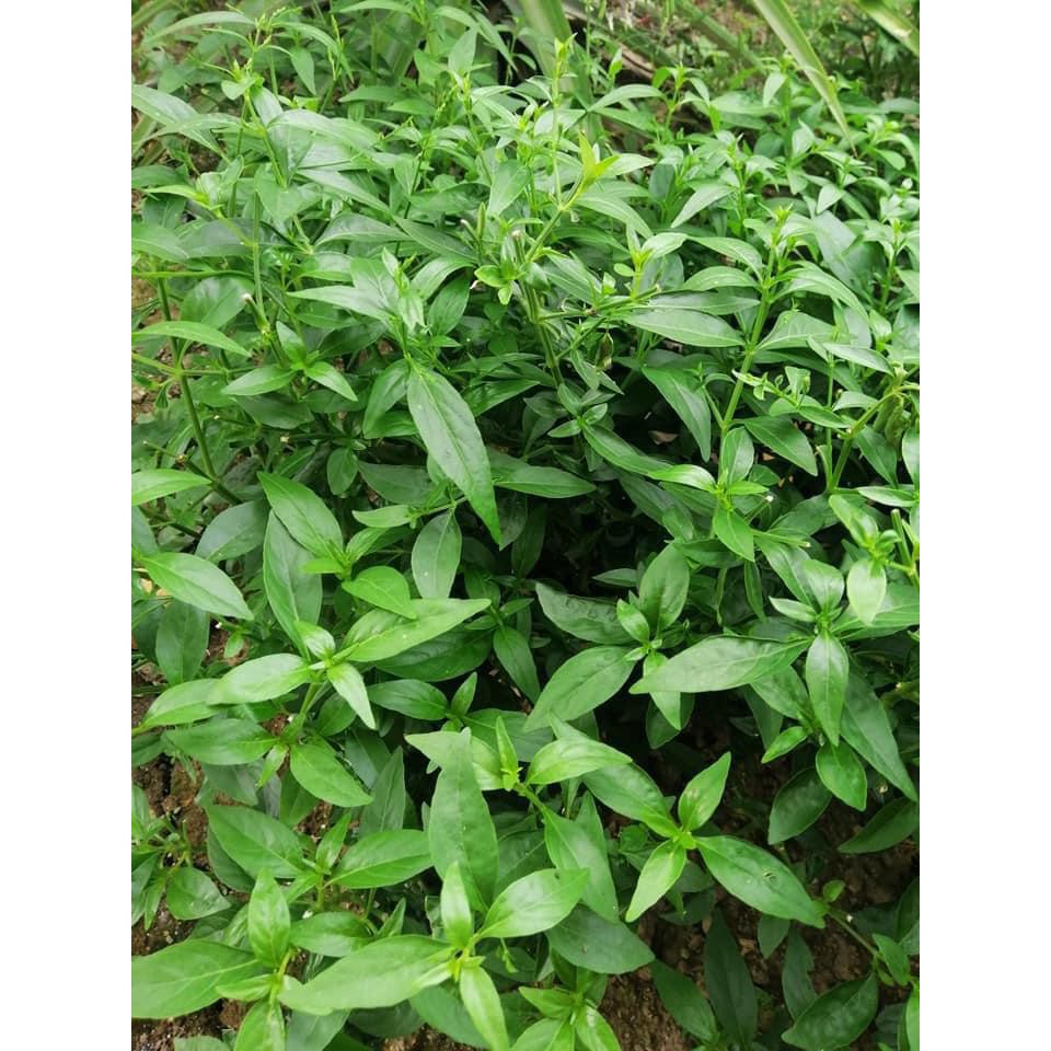 纯蛇草 马来西亚住家现货纯蛇草丸 穿心莲 中药药材 清热解毒 喉咙疼痛 轻微发烧 声音沙哑罐100粒 Shopee Malaysia