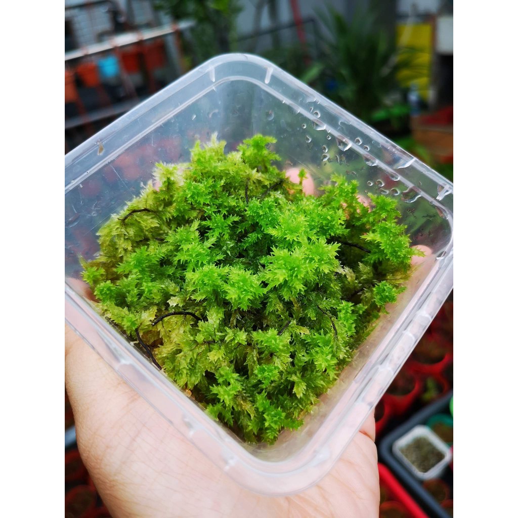 Live Sphagnum Moss [LIVE MOSS] Shopee Malaysia