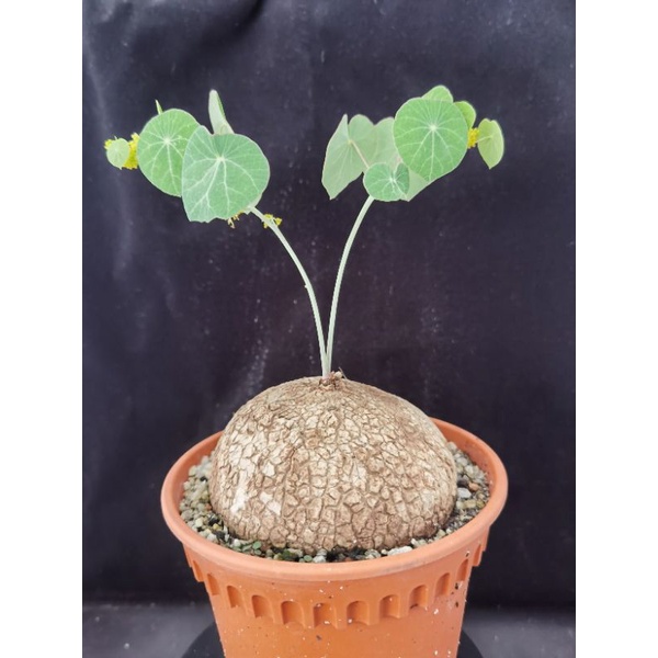 Buy Stephania Erecta 招财圆叶山乌龟 批发已零售 Real Plant Caudex Pokok Seetracker Malaysia