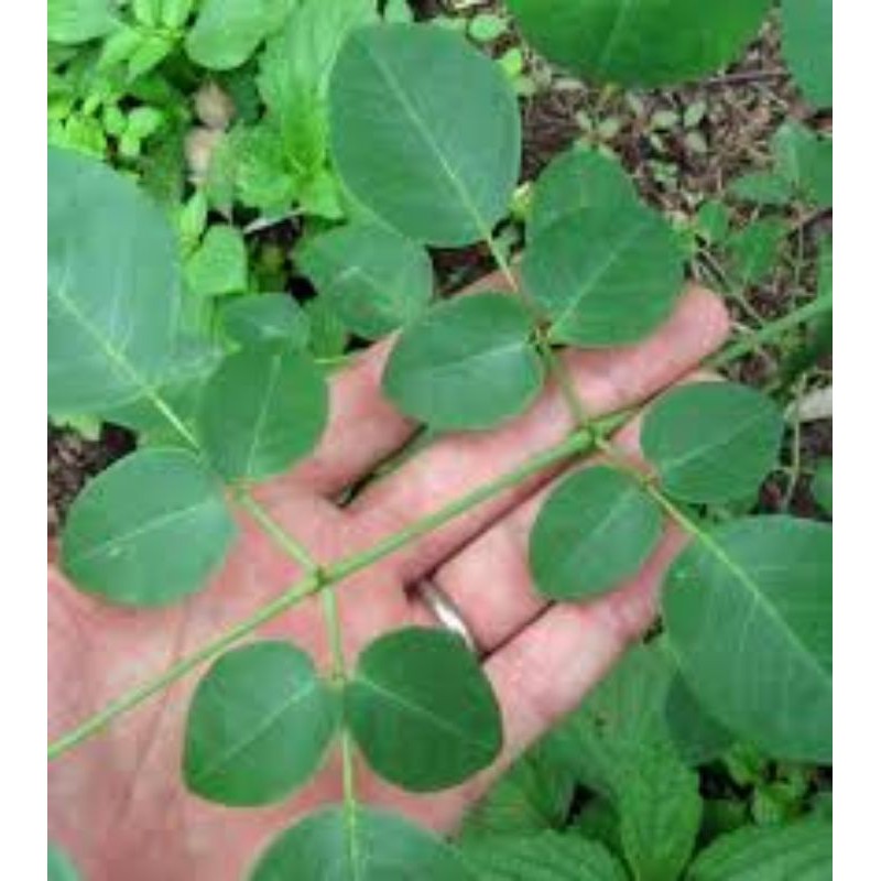 Buy 5/10 pcs Moringa Plant Seeds/Biji Benih Pokok Kelor 