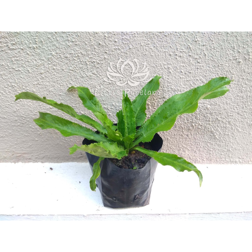 Anak pokok Ketumbar Jawa Eryngium Foetidum 野芫荽 刺芹 | Shopee Malaysia