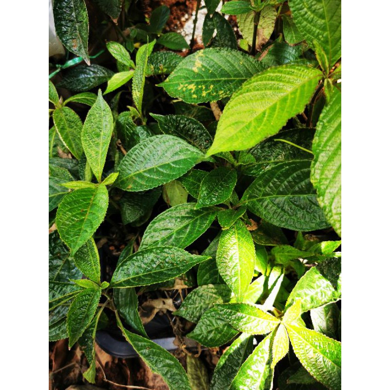 Buy Black Face General Tree Yellow Strobilanthus Pecah Beling Tree Anak Pokok Pecah Kaca Anak Pokok Pecah Beling黑面将军幼苗 Seetracker Malaysia