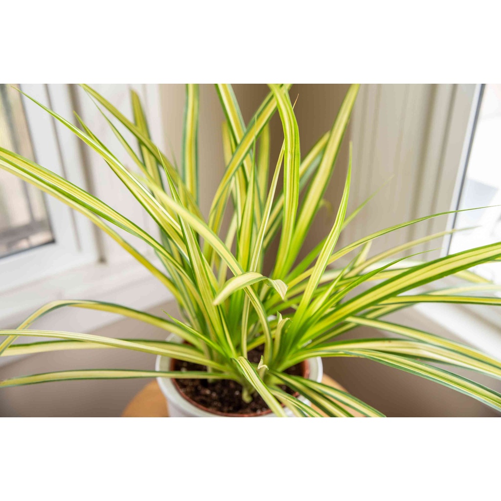 LIVE PLANT PANDANUS VEITCHII VARIEGATED SCREW PINE PLANT POKOK PANDANA