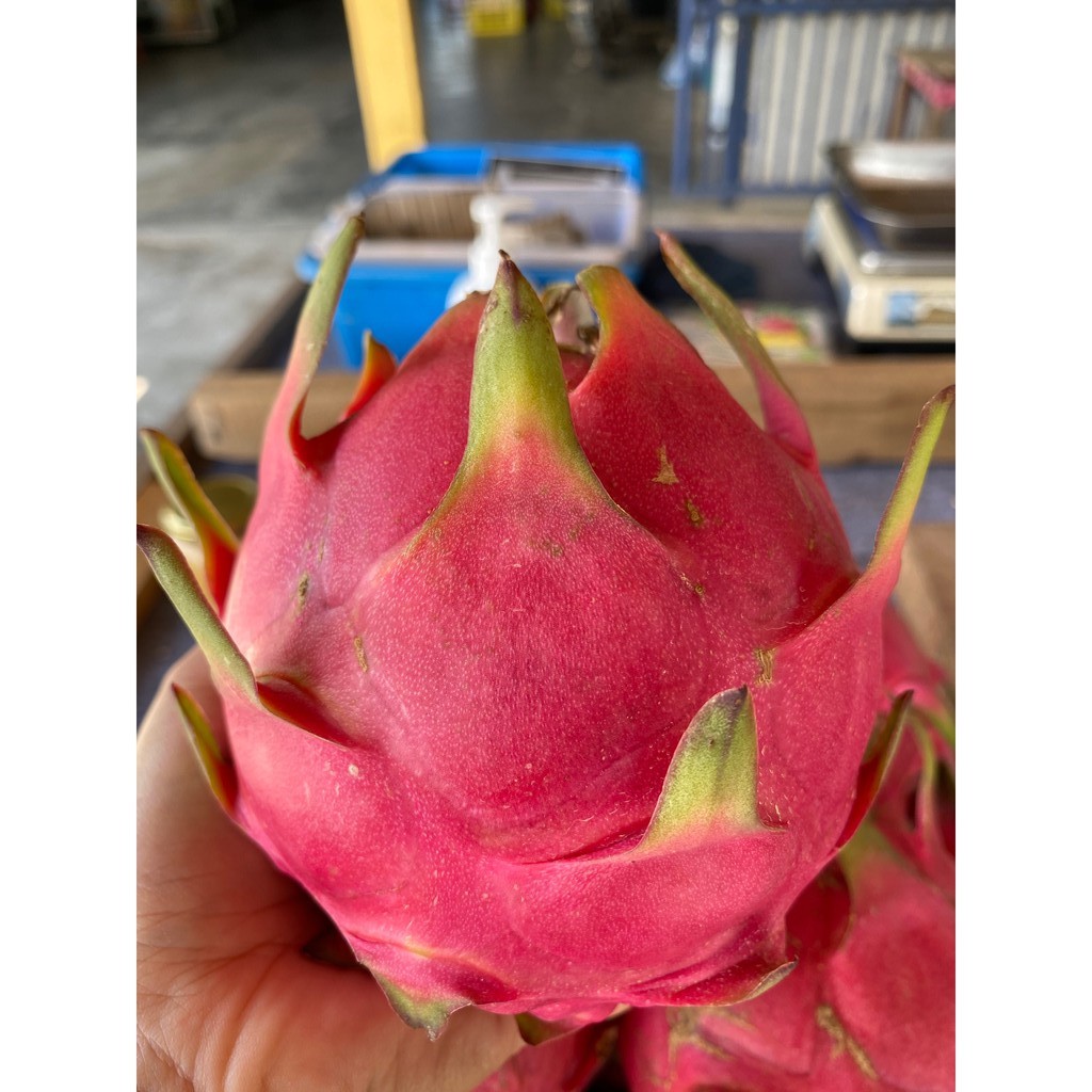Red Dragon Fruit Fresh Harvest From Sepang Farm ( Send by our own to