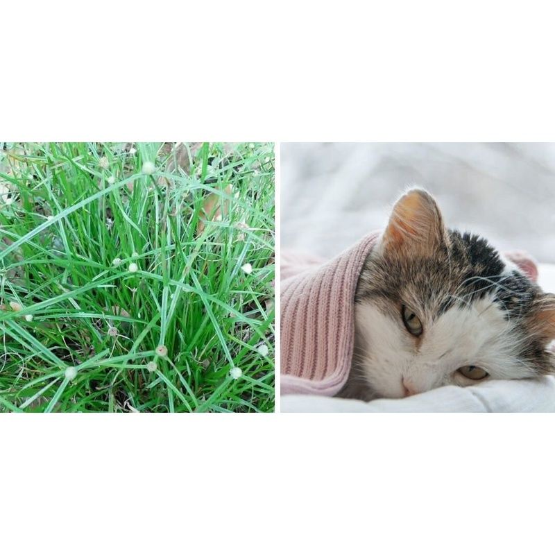 Buy pokok helikopter/pokok kucing  SeeTracker Malaysia